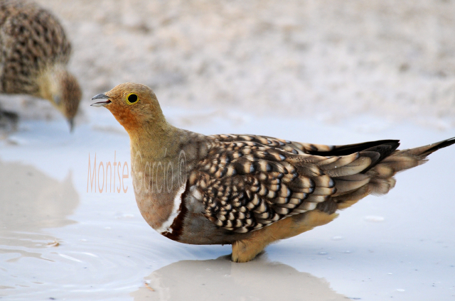 Namaqua Sandgrouse