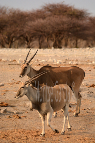 Common Eland