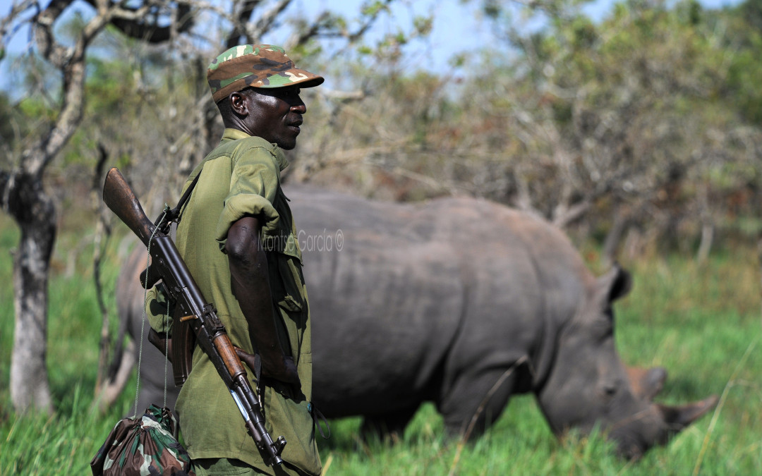 Leave rhinos alone!
