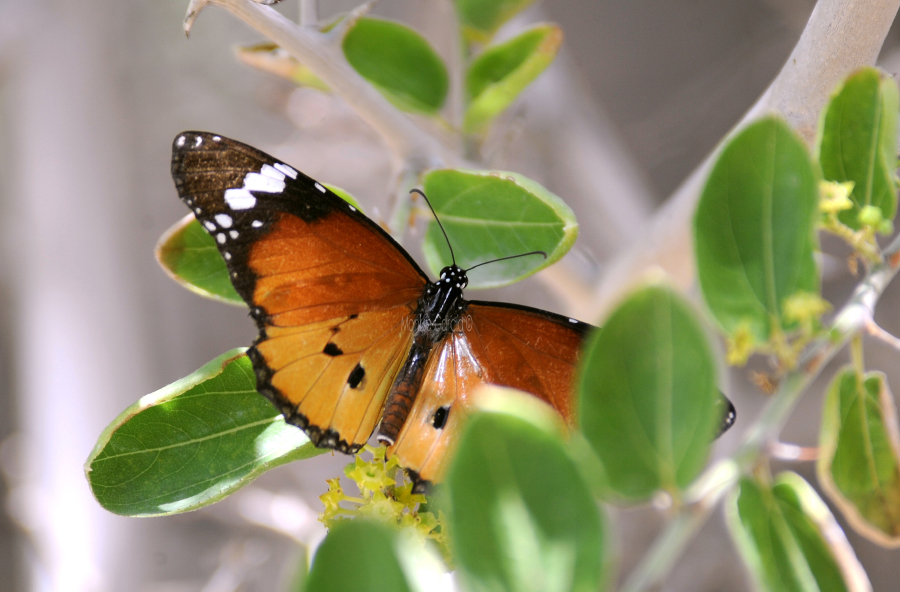 La mariposa monarca africana