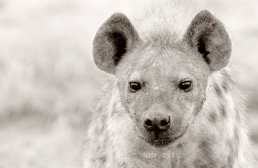 Etosha spotted hyenas