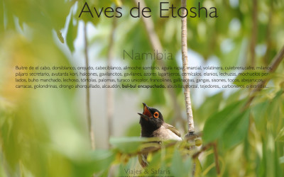 Aves del parque de Etosha